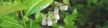 Stagger-bush with bell shaped flowers bloom in May and June and grows in sandy or peaty swamps.